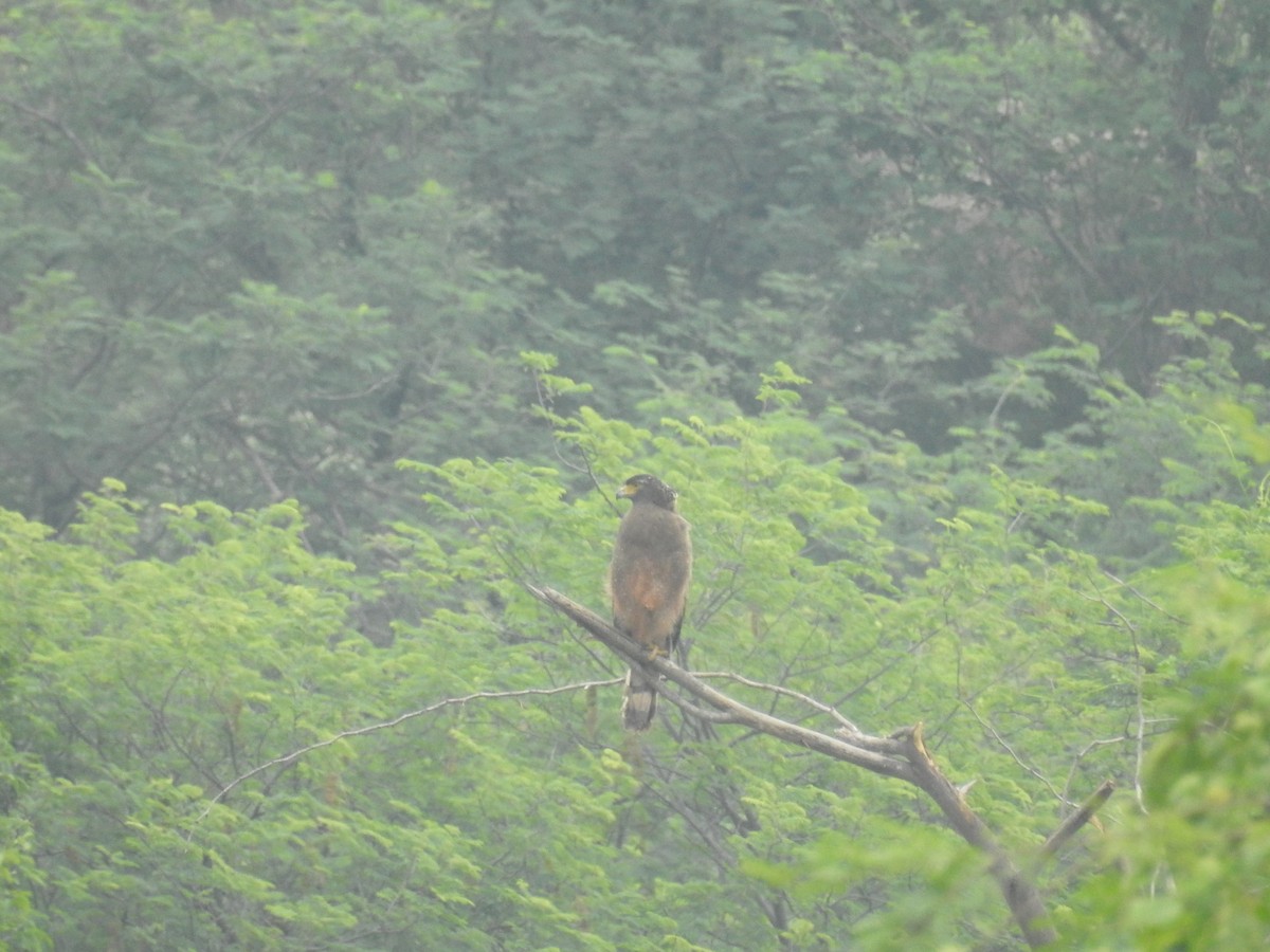 Crested Serpent-Eagle - ML128926601
