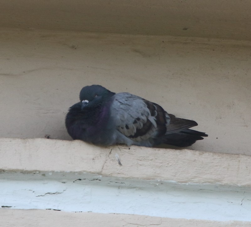 Rock Pigeon (Feral Pigeon) - Joseph Mancuso