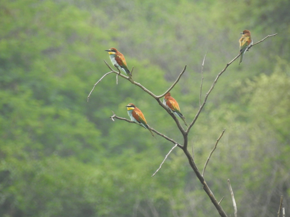 European Bee-eater - Ashwin Viswanathan