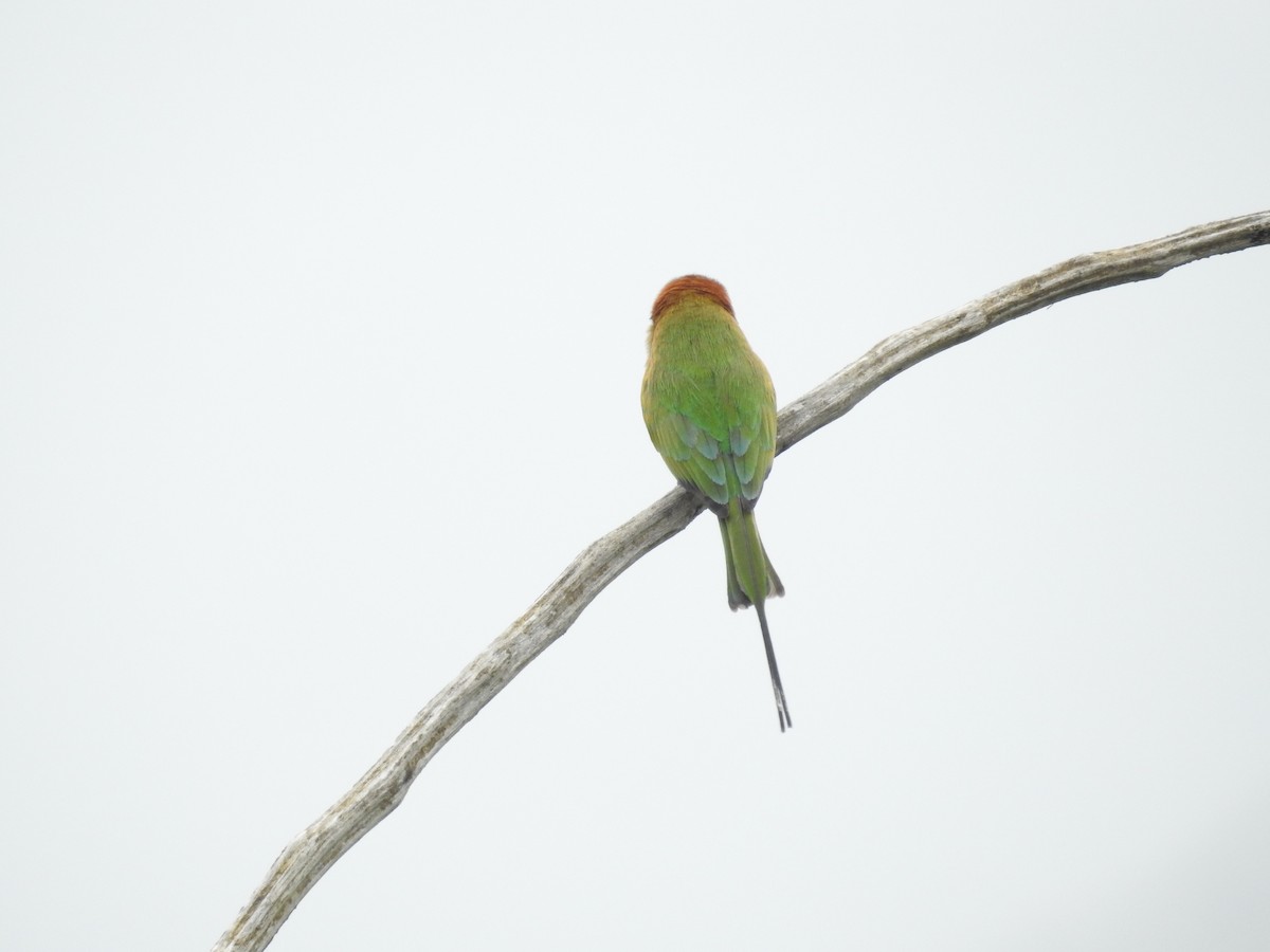 Asian Green Bee-eater - Ashwin Viswanathan