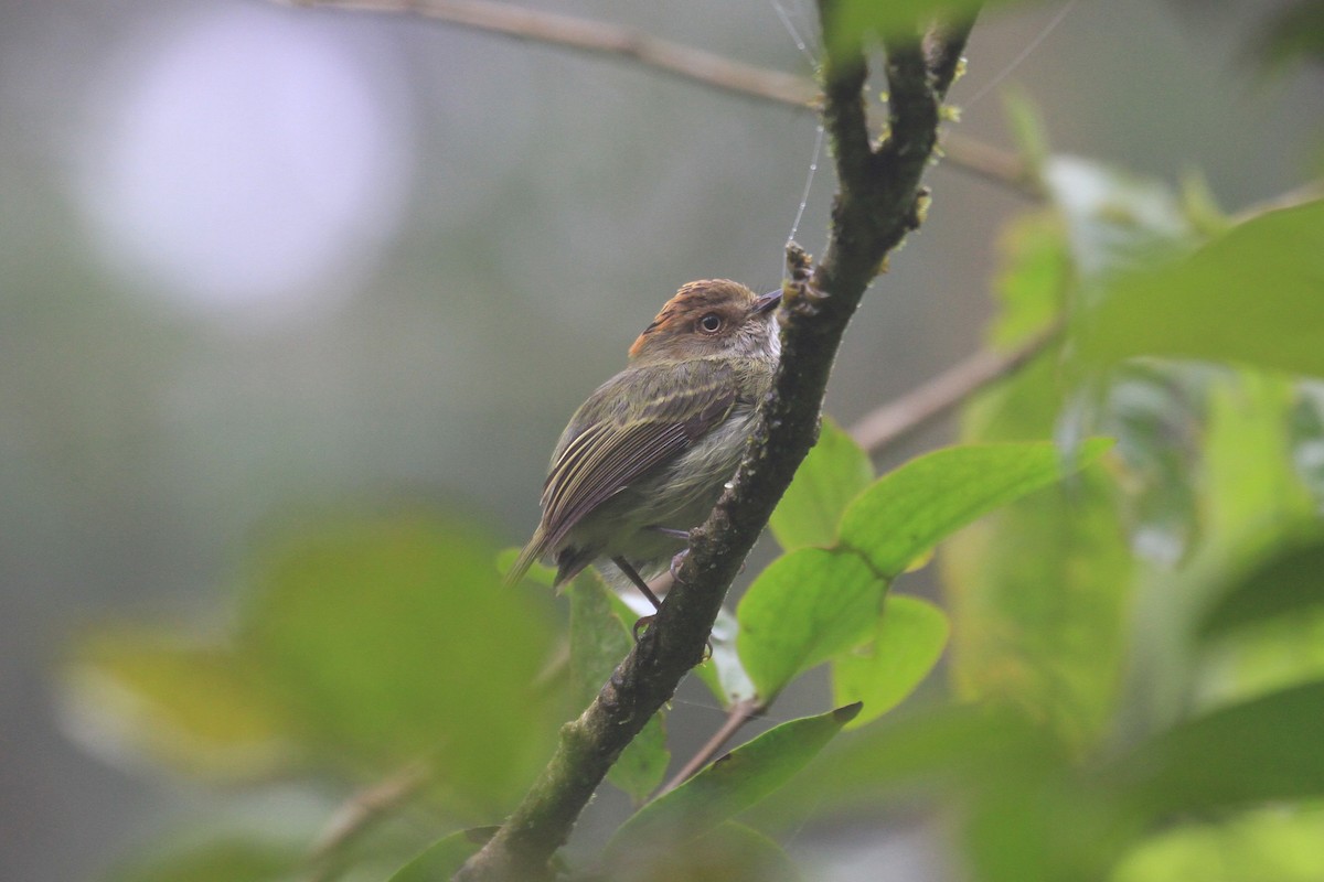 Scale-crested Pygmy-Tyrant - ML128928641