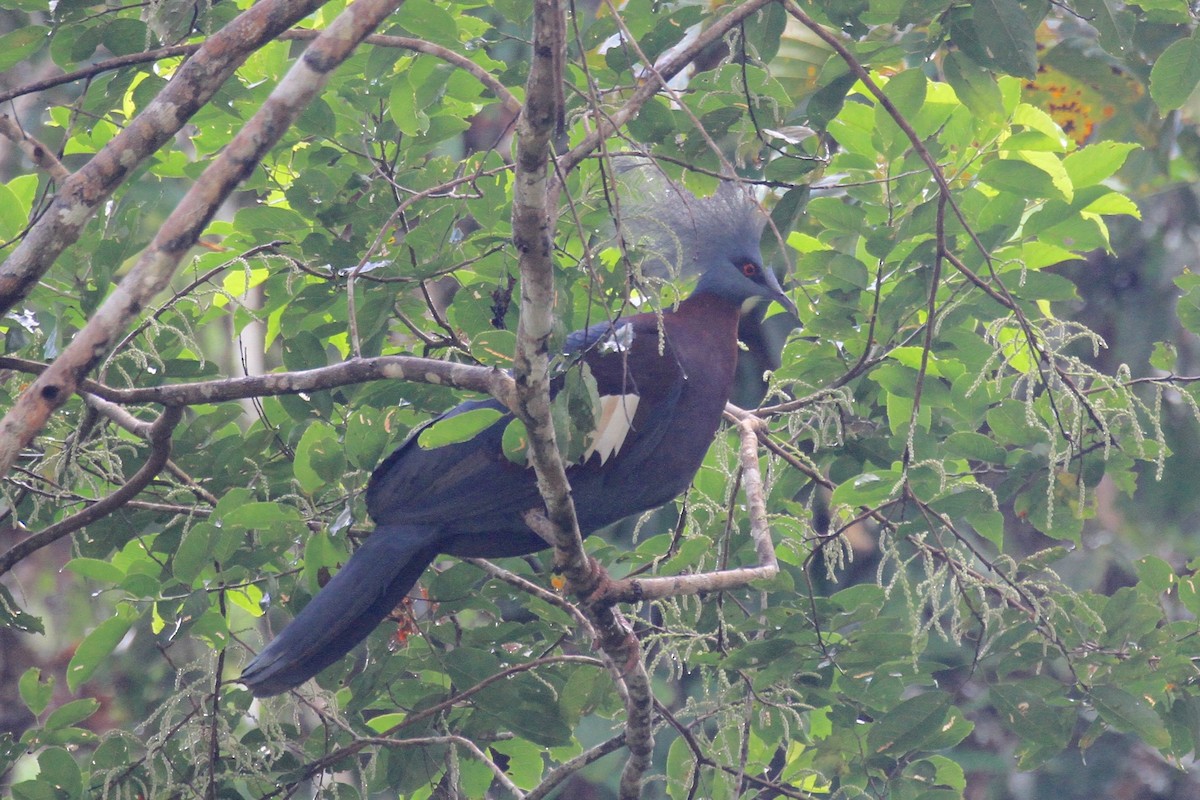 Sclater's Crowned-Pigeon - ML128928891