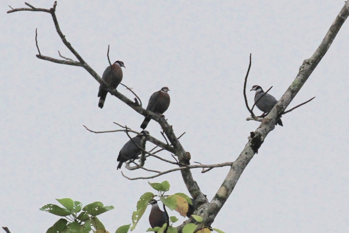 Collared Imperial-Pigeon - ML128928931