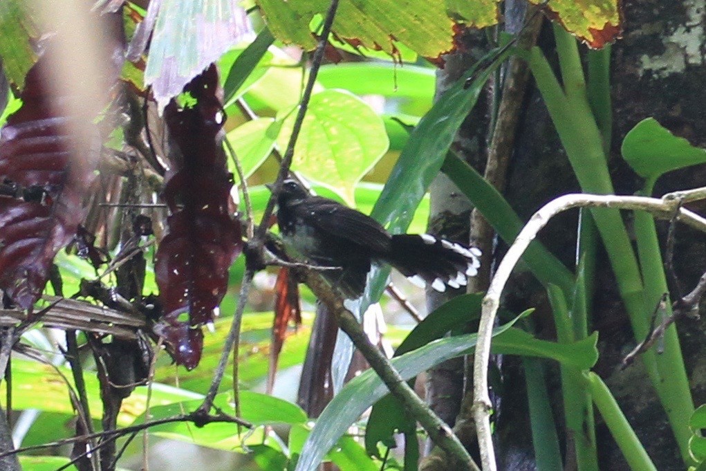 White-bellied Thicket-Fantail - ML128929051