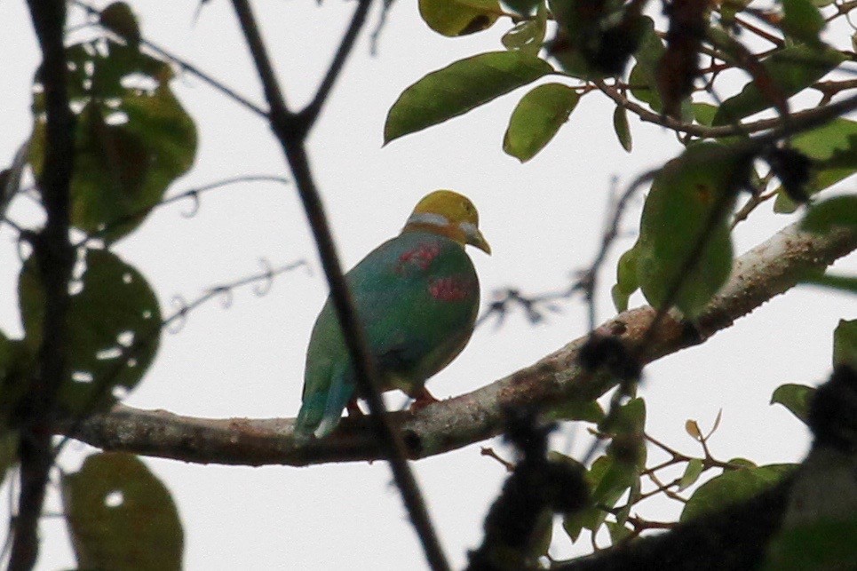 Pink-spotted Fruit-Dove - ML128929101