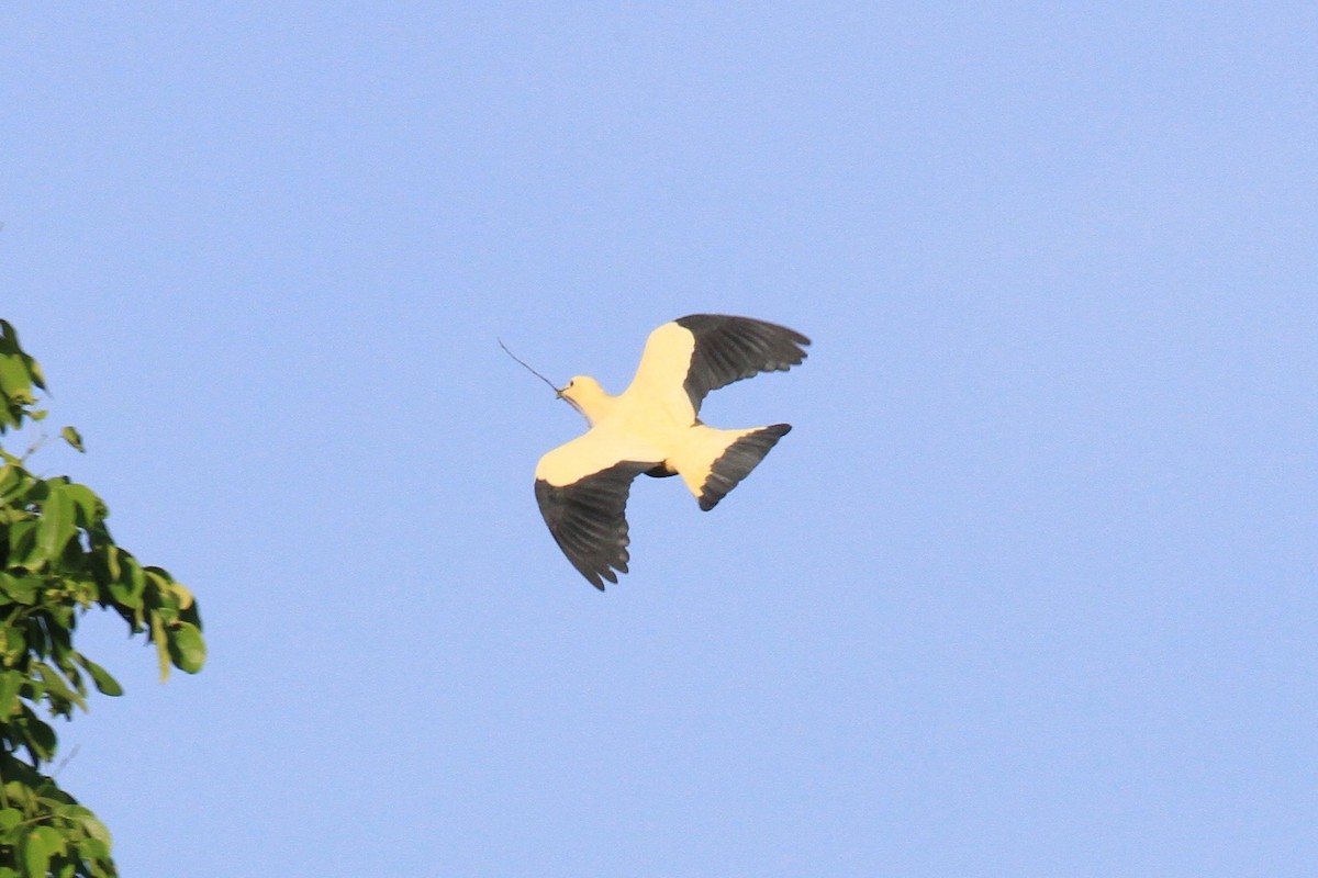 Yellowish Imperial-Pigeon - Charles Davies