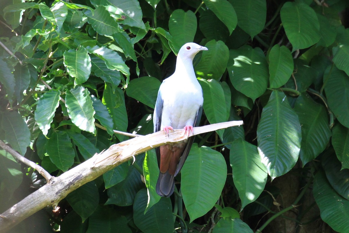 Island Imperial-Pigeon - ML128929751