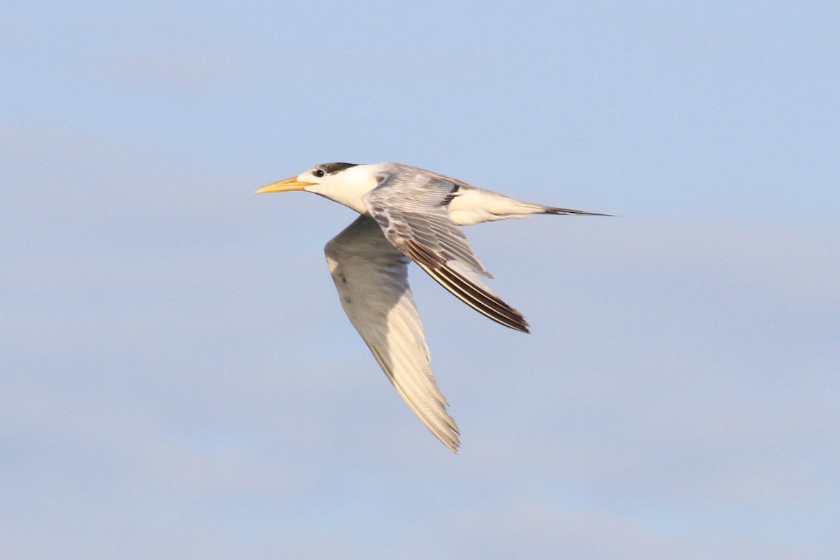 Great Crested Tern - ML128929761