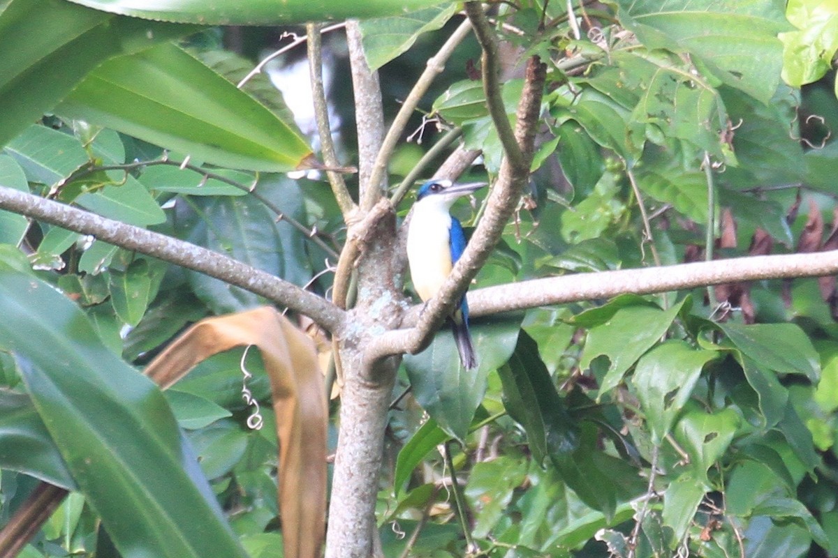 Melanesian Kingfisher - Charles Davies
