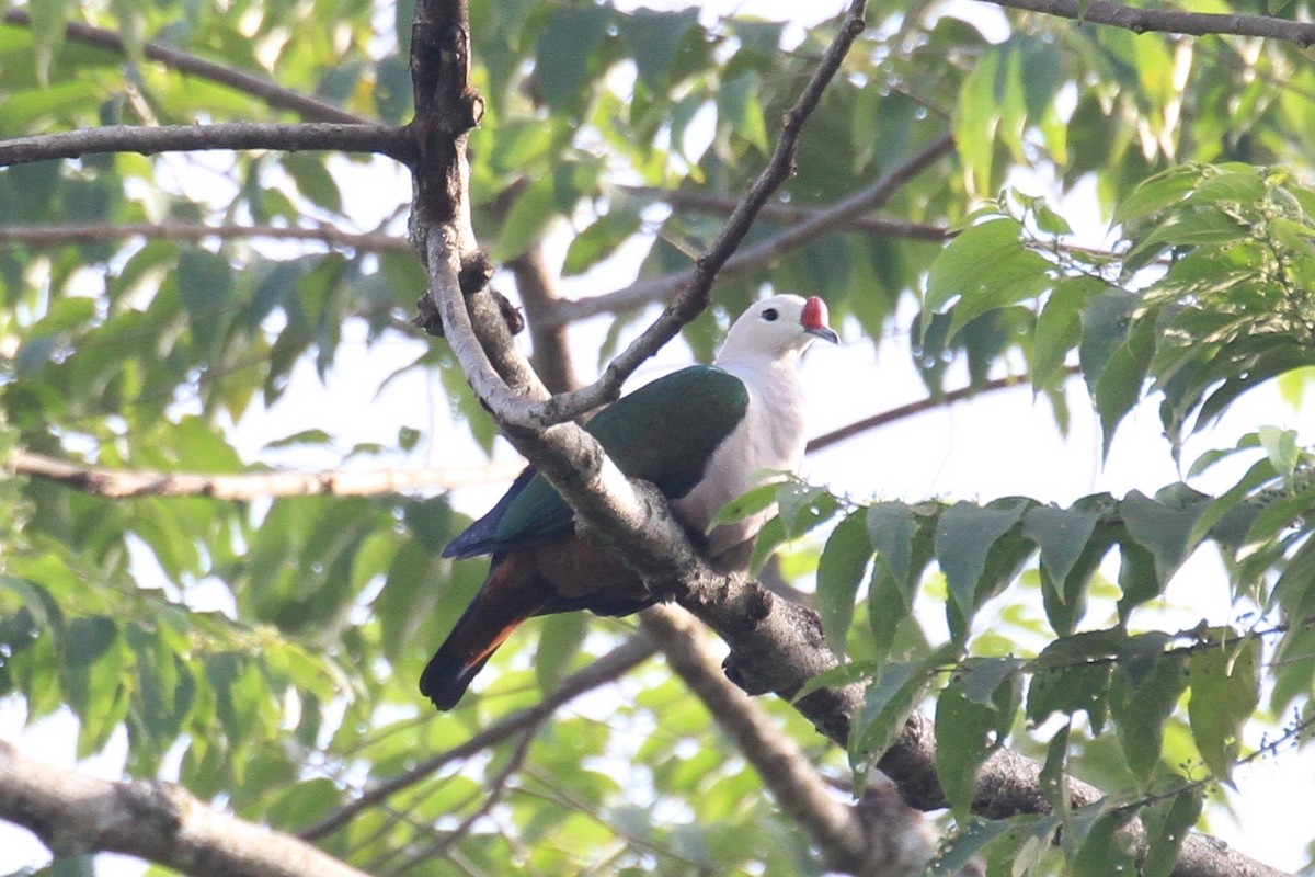 Red-knobbed Imperial-Pigeon - ML128930041