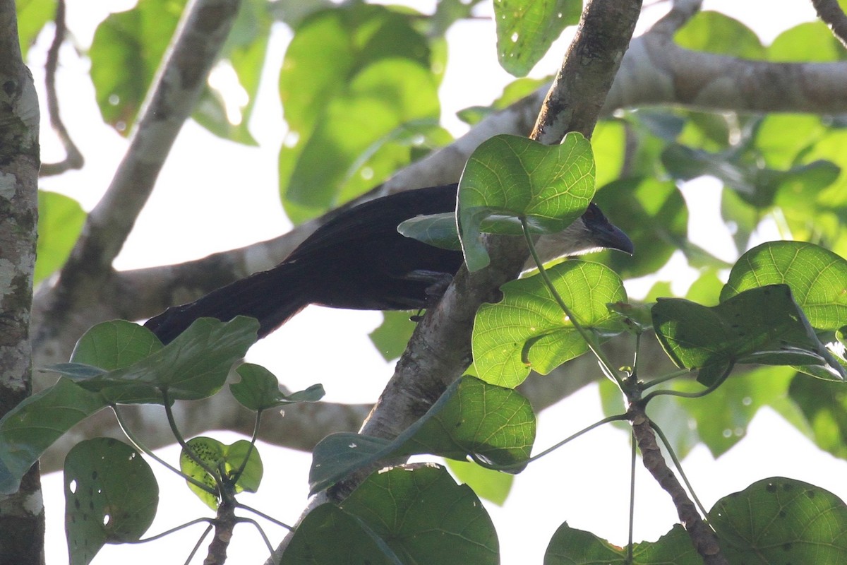 Pied Coucal - ML128930061