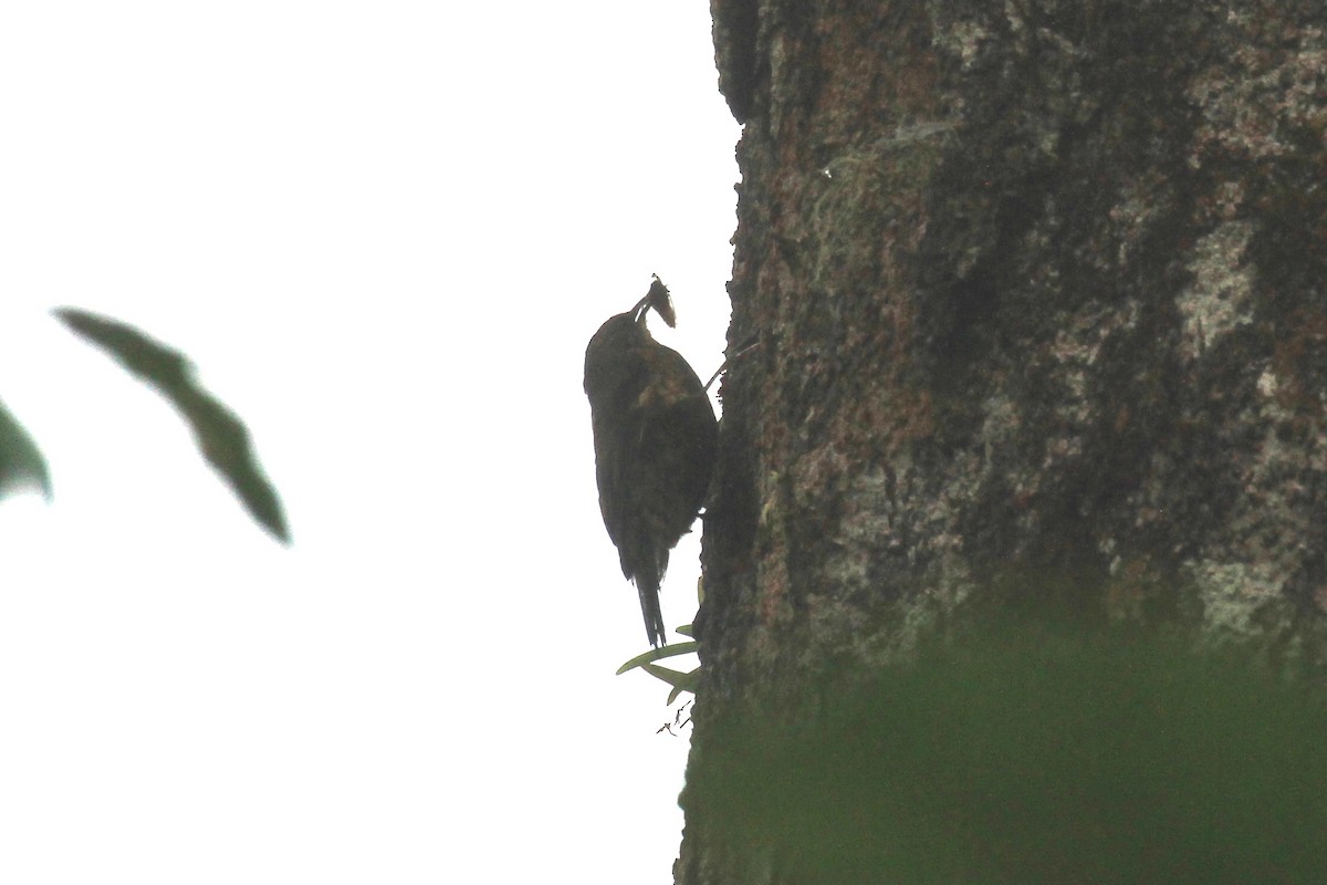 Papuan Treecreeper - ML128930401