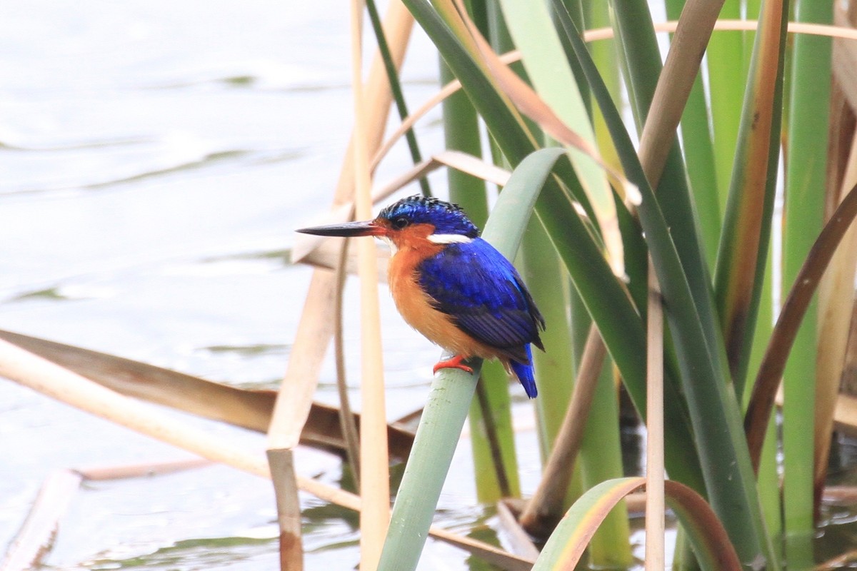 Malagasy Kingfisher - Charles Davies