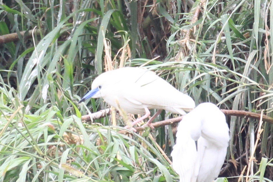 Malagasy Pond-Heron - ML128930891