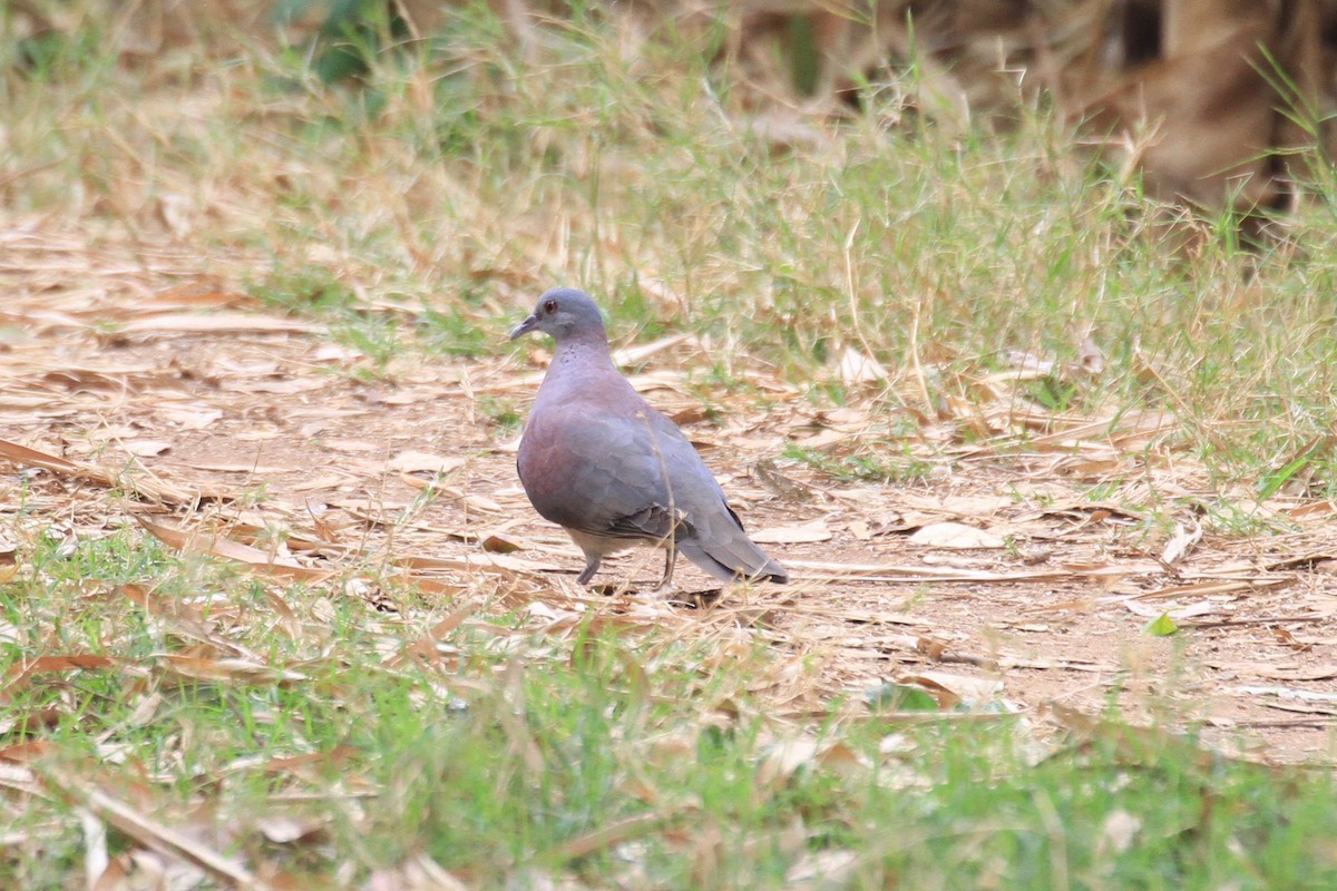 Malagasy Turtle-Dove - ML128930921