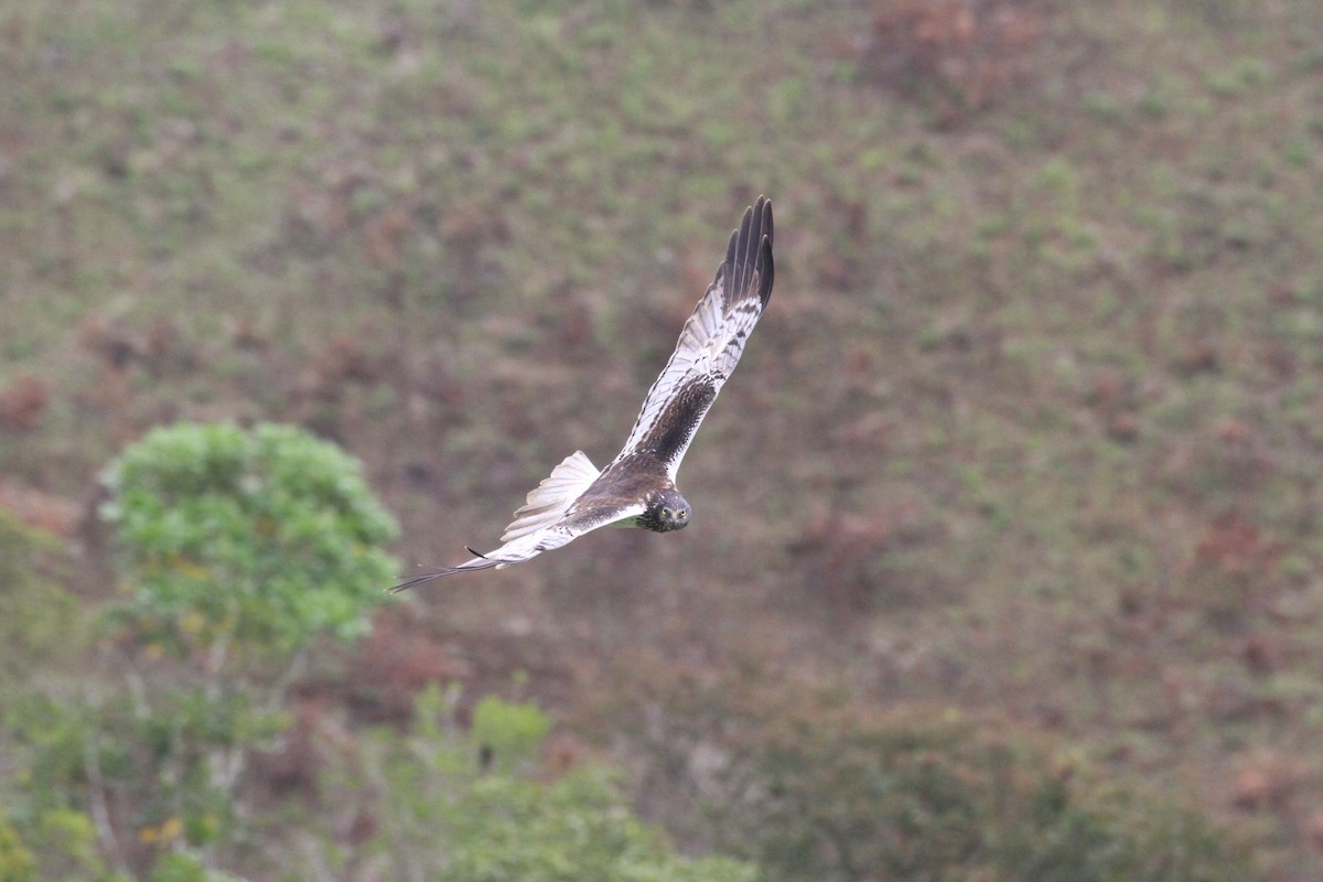 Malagasy Harrier - Charles Davies