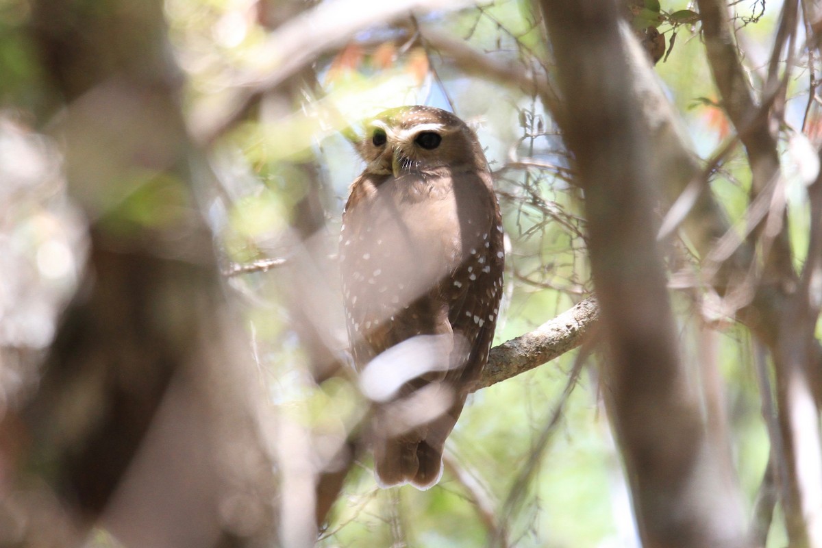 White-browed Owl - ML128931981