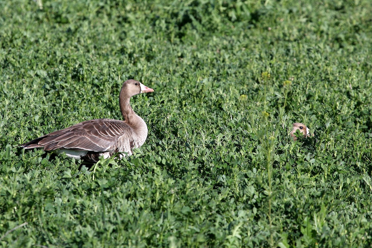 Greater White-fronted Goose - ML128932091