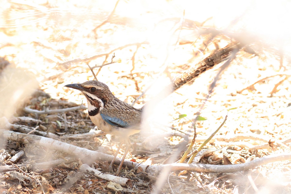 Long-tailed Ground-Roller - ML128932591