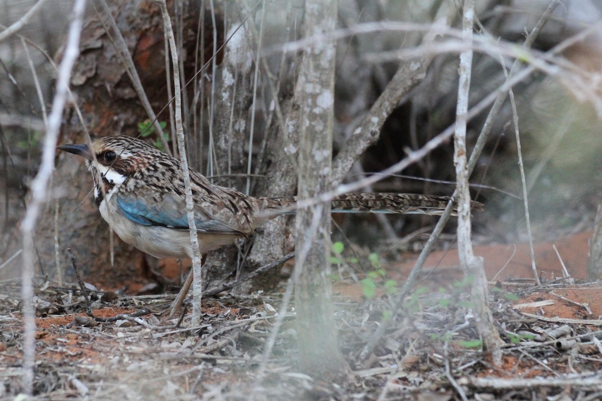 Long-tailed Ground-Roller - ML128932611
