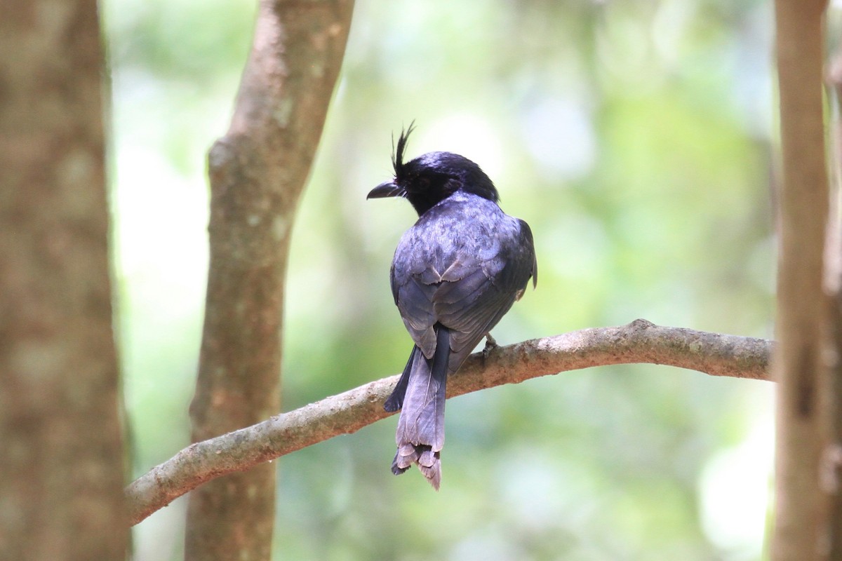 Crested Drongo - ML128932731