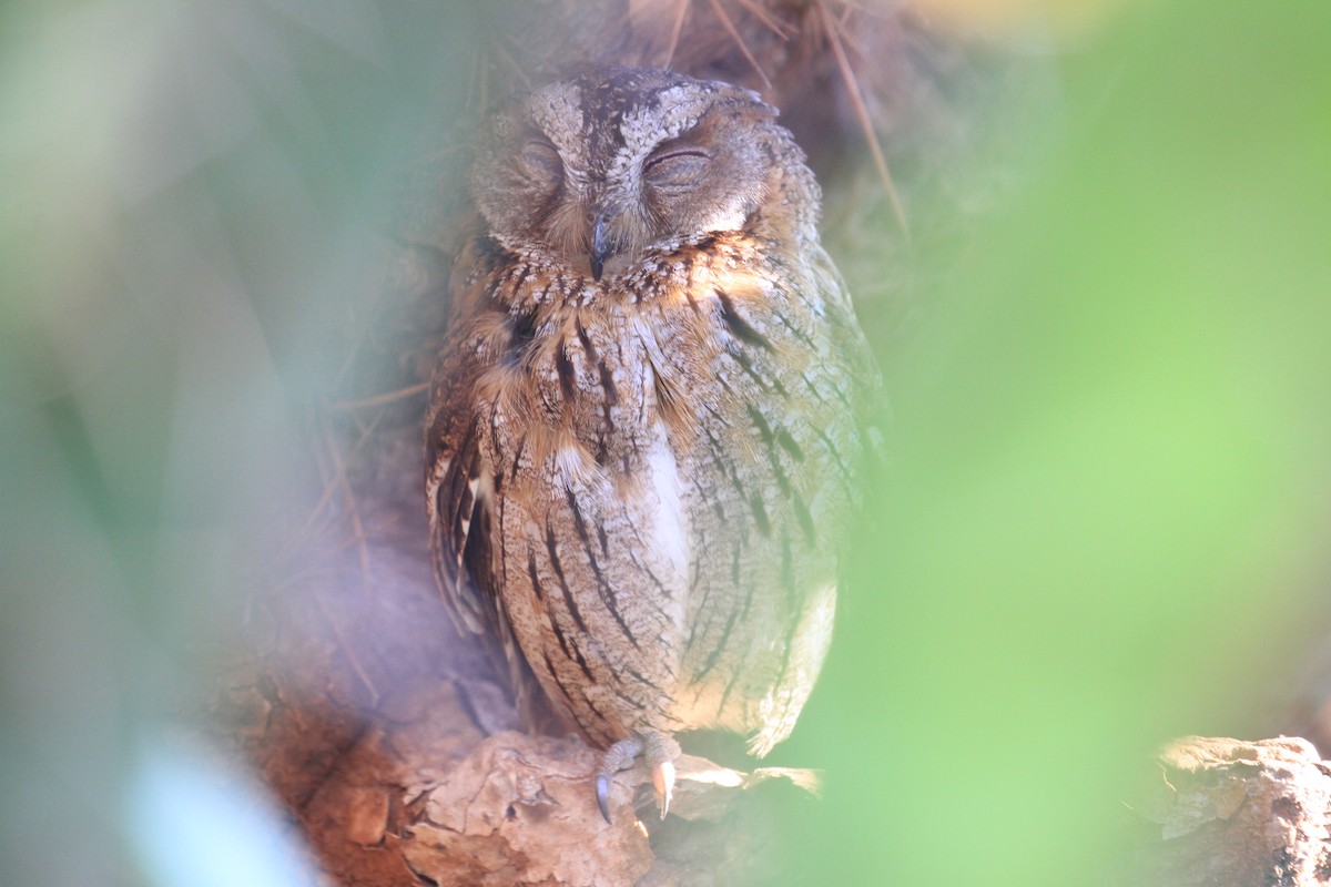 Madagascar Scops-Owl (Torotoroka) - ML128932771