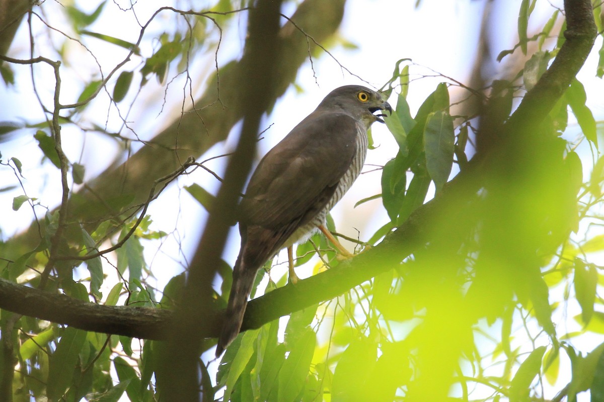 Madagascar Sparrowhawk - Charles Davies