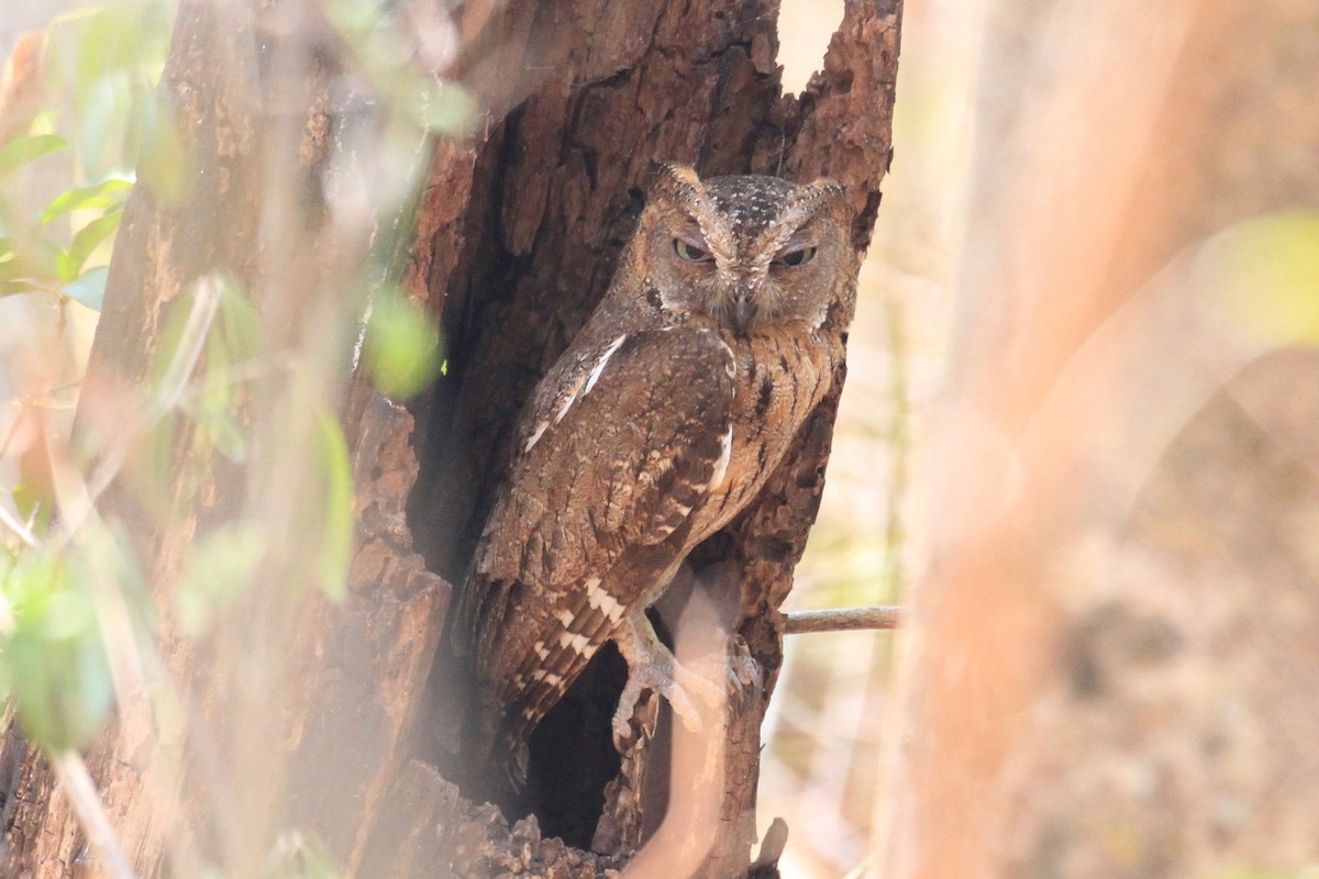 Madagascar Scops-Owl (Torotoroka) - Charles Davies