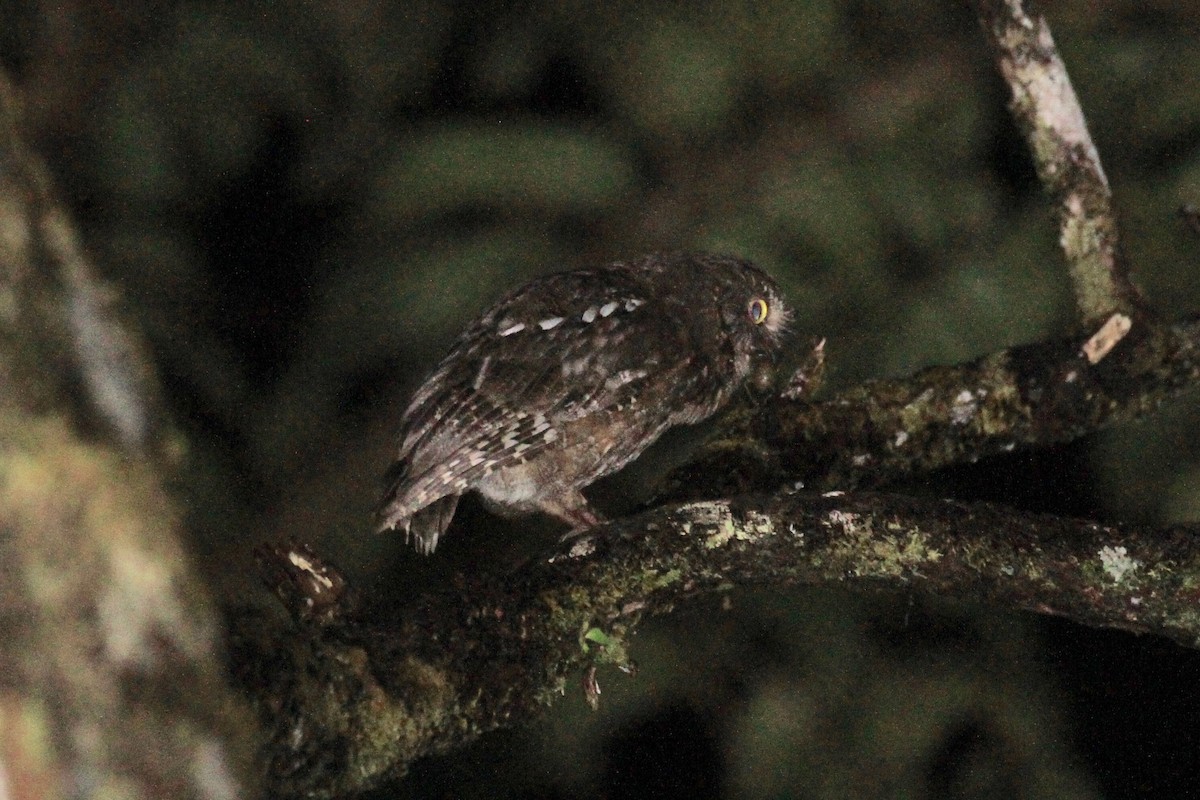 Madagascar Scops-Owl (Rainforest) - Charles Davies