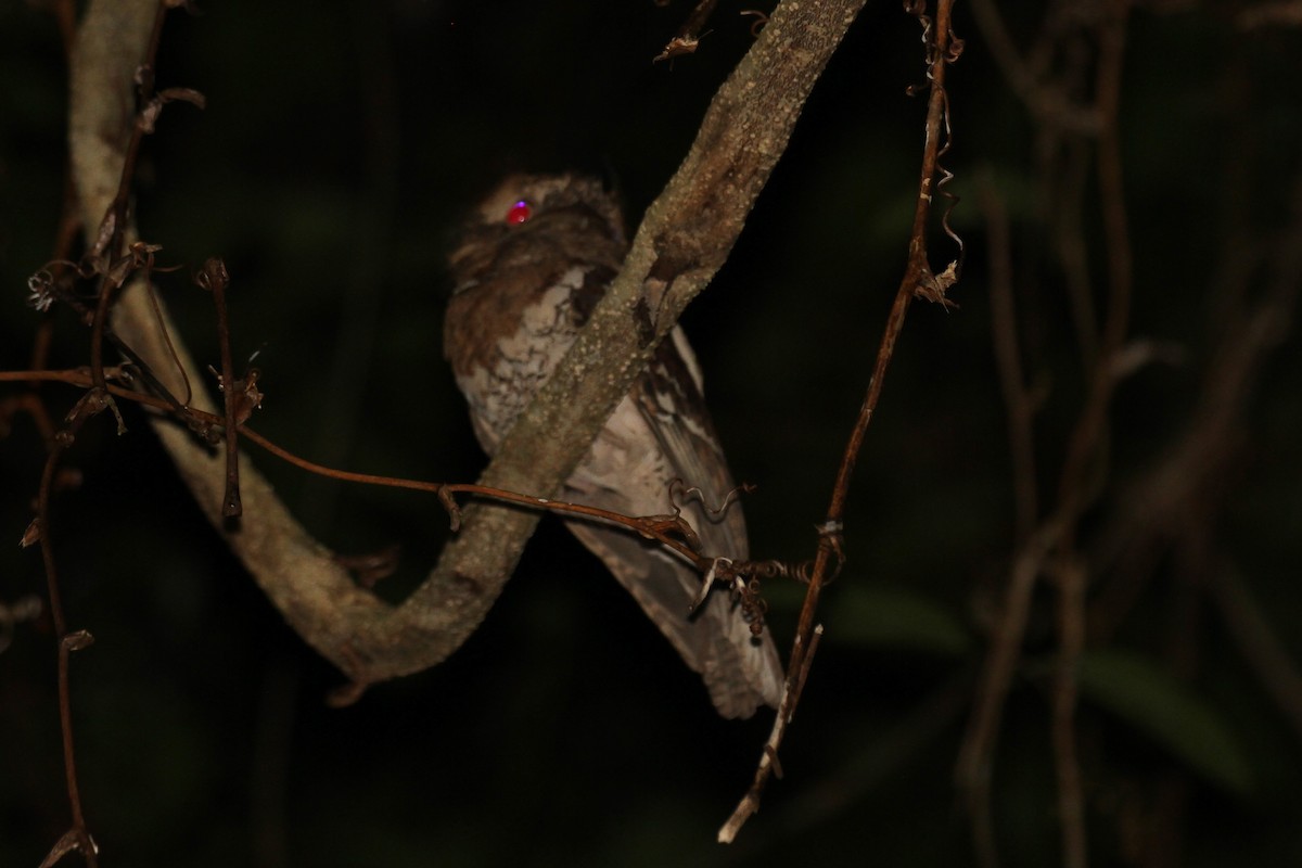 Philippine Frogmouth - ML128934411