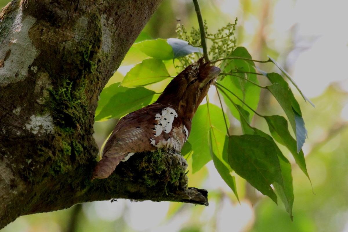 Philippine Frogmouth - ML128934431