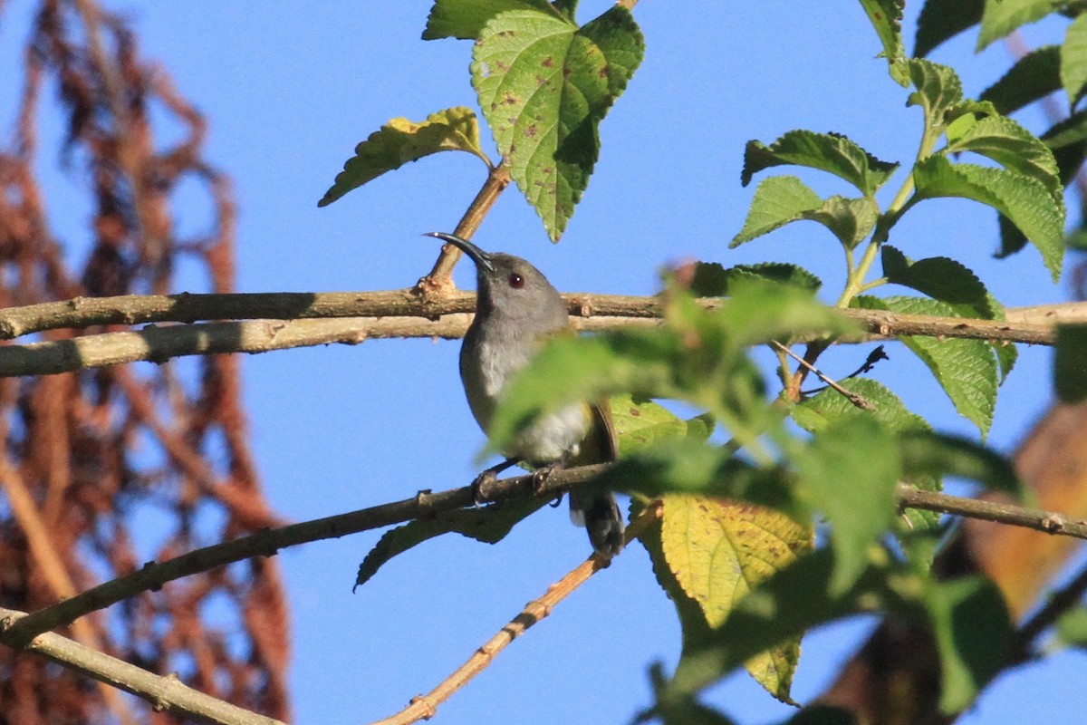 Gray-hooded Sunbird - ML128934771