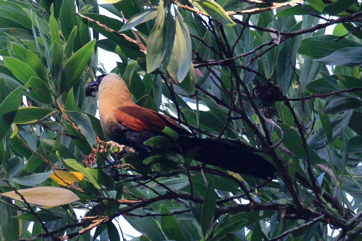 Black-faced Coucal - Charles Davies