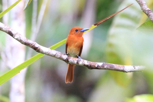Adult female in ventral view (subspecies <em class="SciName notranslate">cinnamomea</em>) - Rufous Paradise-Flycatcher - 