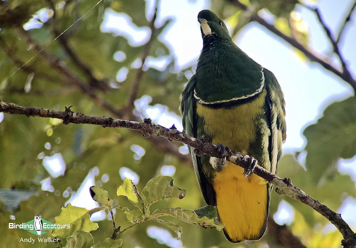 Cloven-feathered Dove - ML128936381