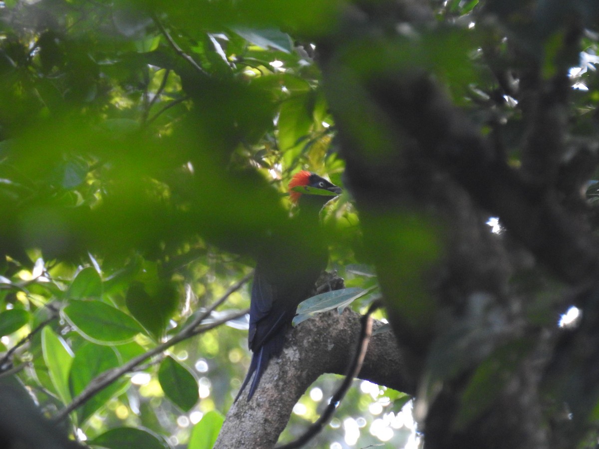 White-bellied Woodpecker - ML128936691