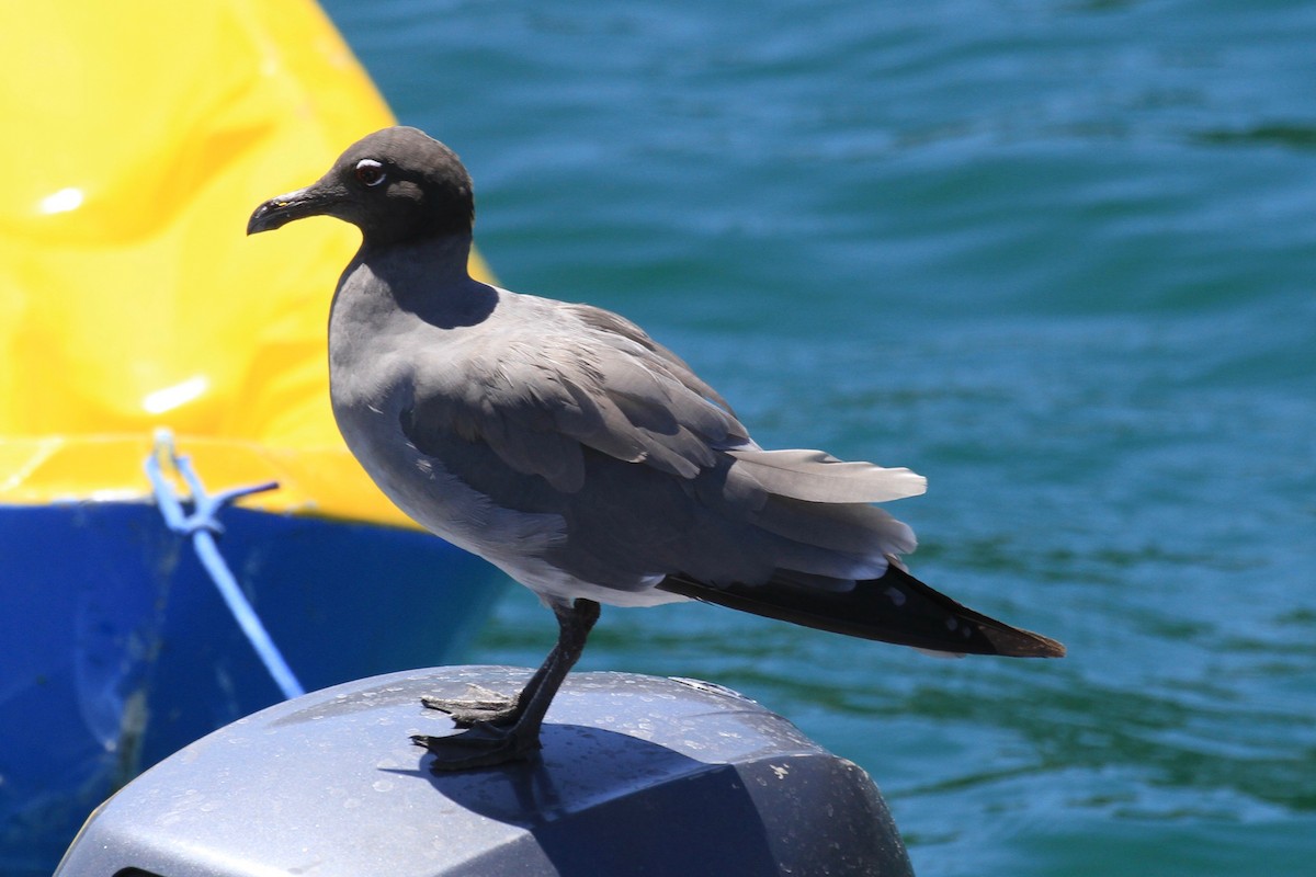 Mouette obscure - ML128937071