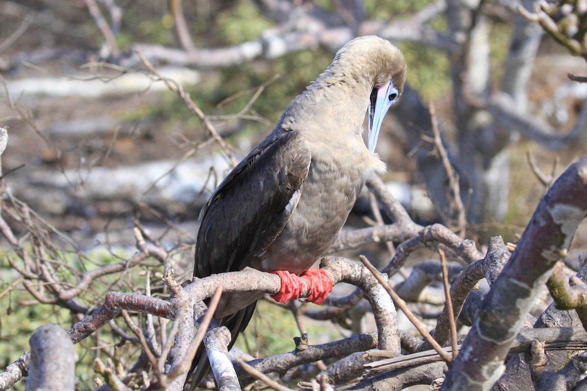 Red-footed Booby - Charles Davies