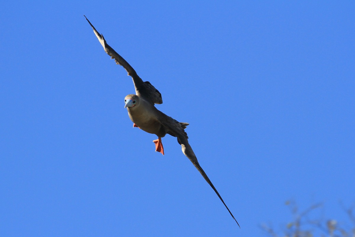 Red-footed Booby - ML128937361