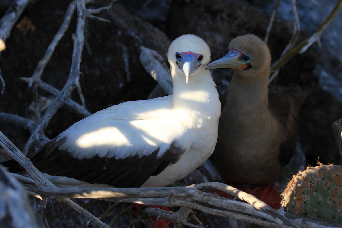 Red-footed Booby - ML128937381