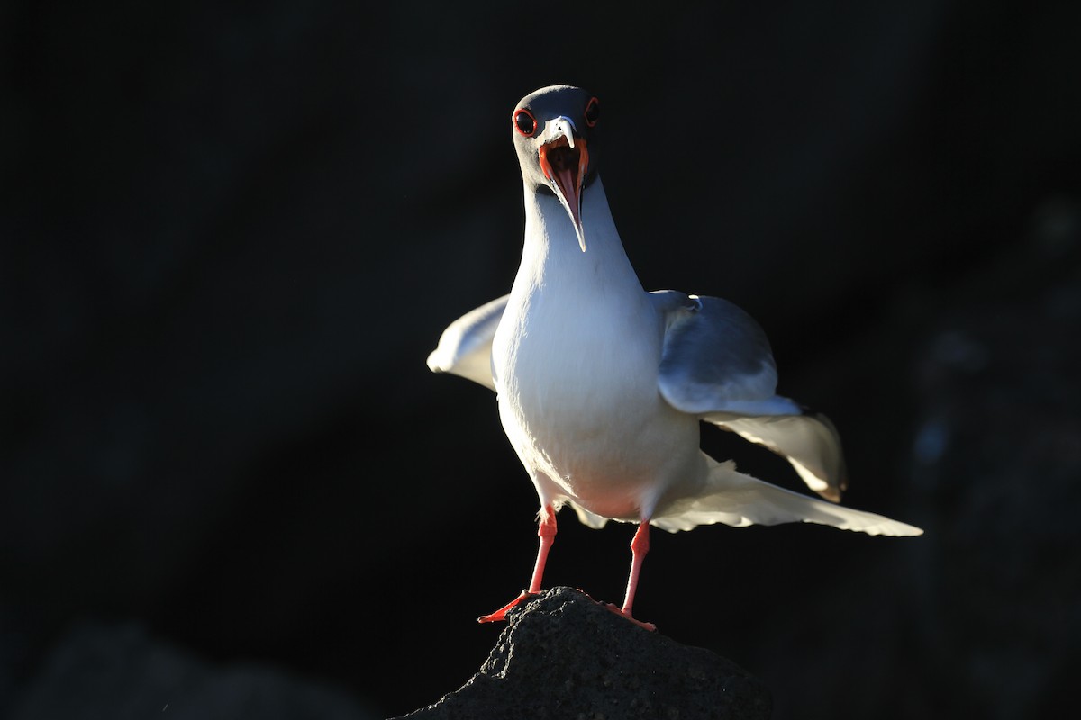 Swallow-tailed Gull - ML128937391