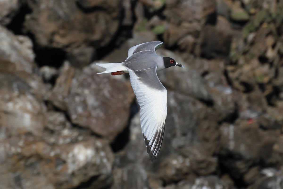 Swallow-tailed Gull - ML128937401
