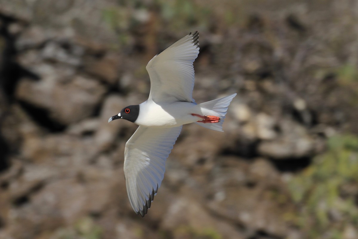 Swallow-tailed Gull - Charles Davies