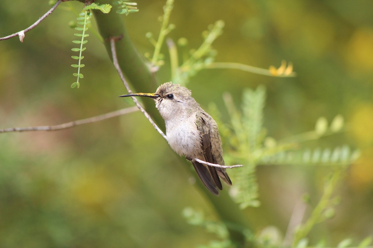 Costa's Hummingbird - Steven Kurniawidjaja