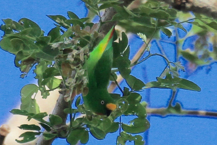 Papuan Hanging-Parrot - ML128938011