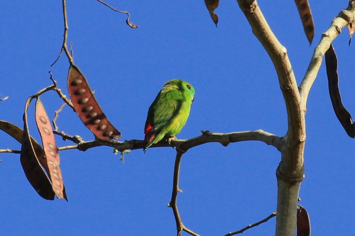 Papuan Hanging-Parrot - ML128938021