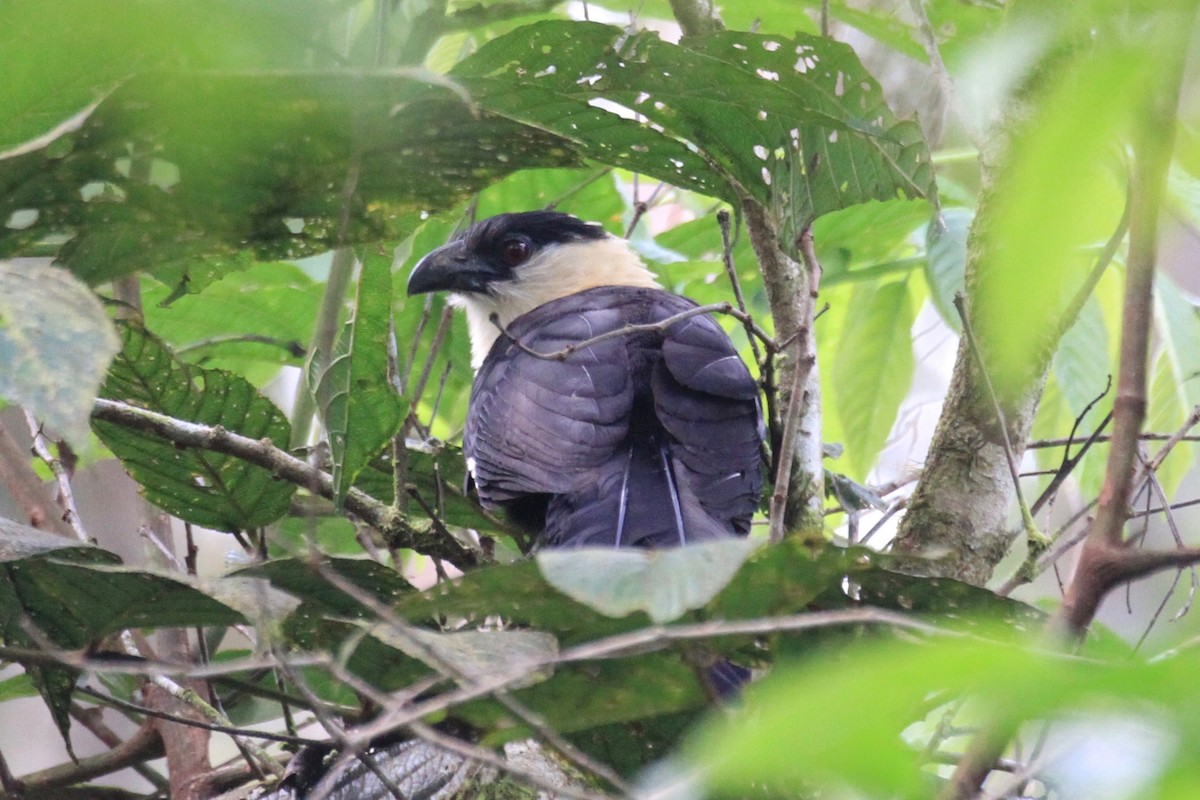 Pied Coucal - ML128938641