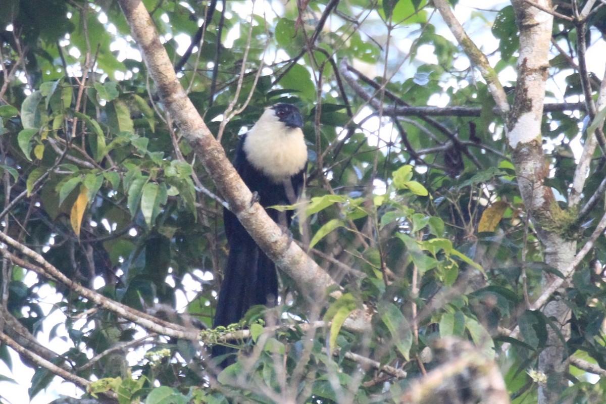 Pied Coucal - ML128938651
