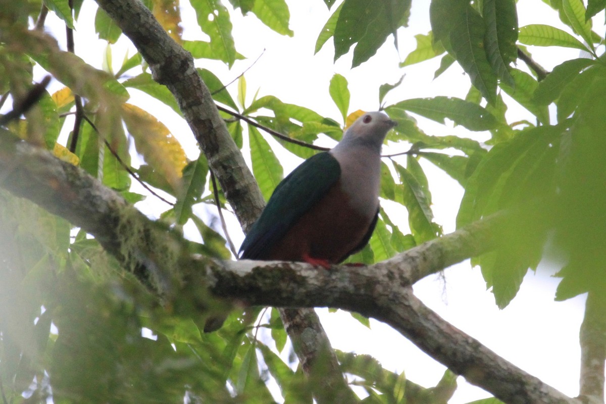 Finsch's Imperial-Pigeon - Charles Davies