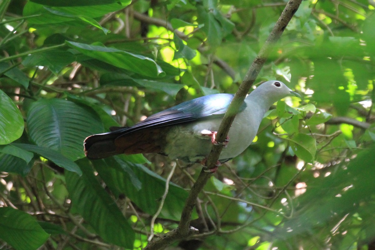 Island Imperial-Pigeon - ML128939321